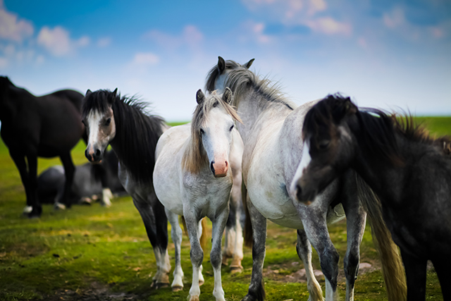 droit-equin-annulation-vente-cheval-4.jpg