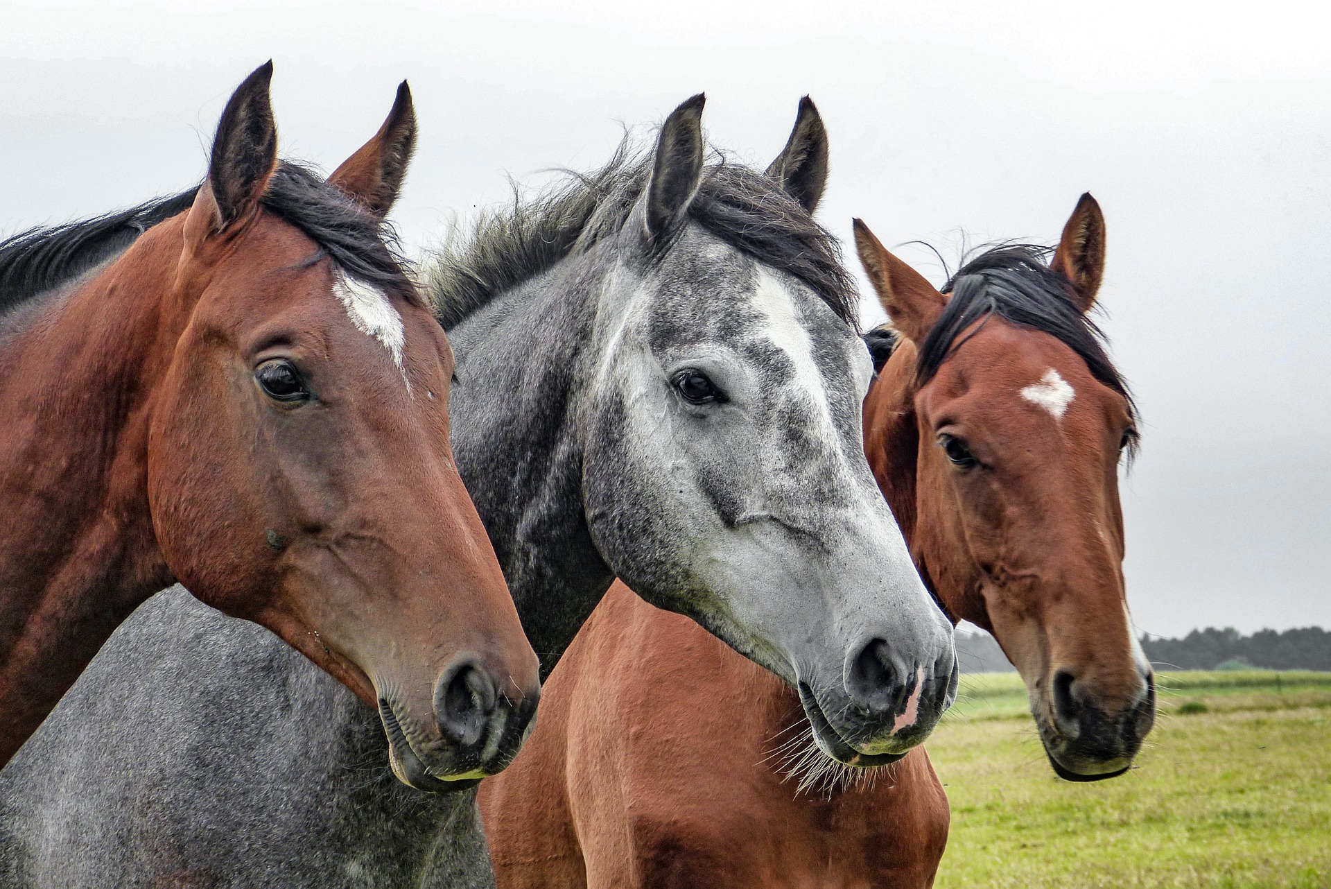 chevaux-course-gain-tva.jpg