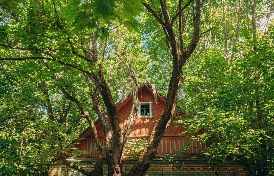 perte-ensoleillement-arbre-jurisprudence-immobilier.jpg