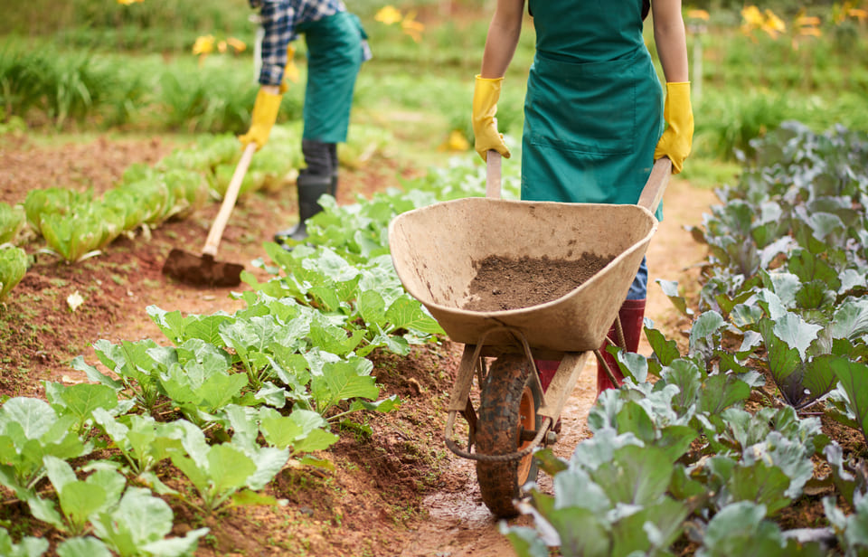 Travailleurs-saisonniers-agricoles-étrangers.jpg